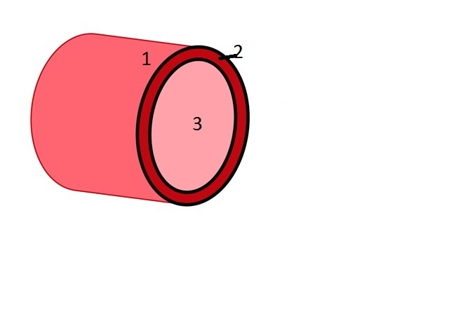 Arterial Walls of the Aorta Numbered