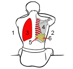 Patient Position Posterior Approach
